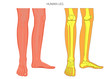 © Aksana - Vector illustration anatomy of human legs and  diagram of human bones isolated on white background. For advertising and medical publications