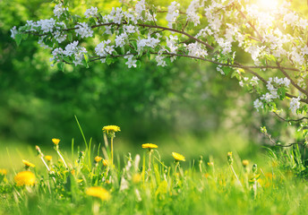 Field with dandelions. Closeup of yellow spring flowers