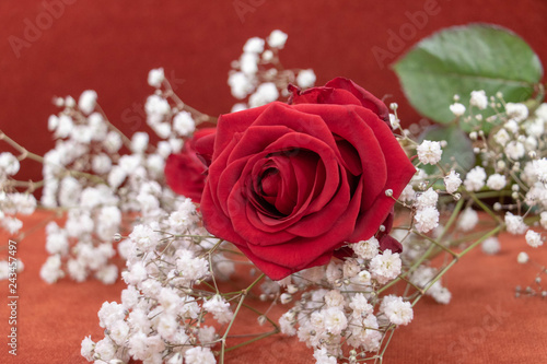 Rose Rouge Sur Lit De Fleurs Blanche De Gypsophile Pour La