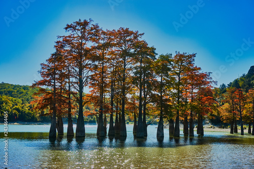 Foto Red yellow leaves on the branches of the marsh cypresses