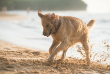 Active Dog Digging Holes In The Sand