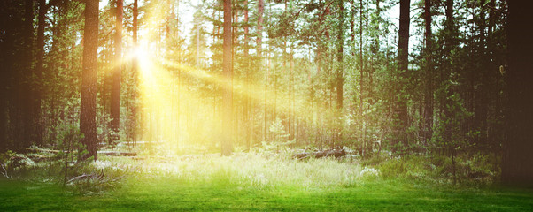 Poster - Forest sunrise landscape background morning