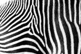 Fototapeta Konie - Zebra pattern wallpaper