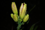 Fototapeta Tulipany - cactus with flower