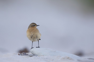 Wall Mural - A close-up of a northern wheatear (Oenanthe oenanthe) foraging on the beach of Heligoland. Foraging on white coloured sand with red stones and twigs.