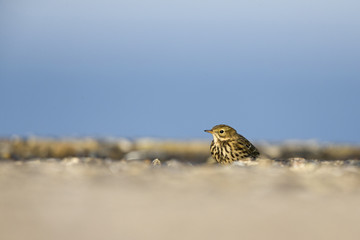 Wall Mural - An image of a meadow pipit (Anthus pratensis) foraging on a concrete plate on Heligoland island. In a morning golden light with a blue sky behind the bird.