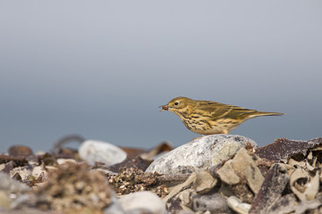 Wall Mural - A close-up of a meadow pipit (Anthus pratensis) foraging on the beach of Heligoland. Hunting between stones and twigs.