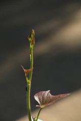 Poster - Tree Sweet potato at garden