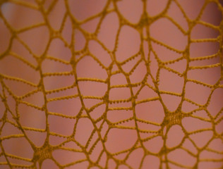 seamless pattern of net