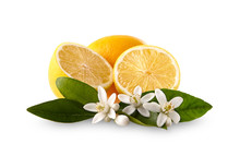 Lemons With Blossom On The White Background