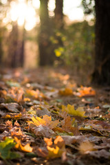 Canvas Print - Yellow and orange maple leaves in the forest against a sunset