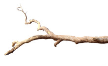 Dry Branches, White Background
