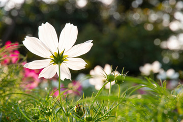 Wall Mural - cosmos flower in the garden