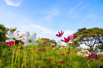 Wall Mural - cosmos flower in the garden