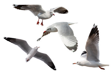 Wall Mural - Set of seagulls flying isolated on white background