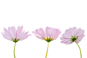 Wall Mural - cosmos flower isolated on white background - clipping paths
