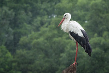 White European Stork Standing On The Pole At Rain Against A Forest Background