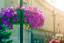 Beautiful Purple Flowers Blooming In Flower Pot High On Street Lamp Post Pole On Blurred Background Of City Building. Gardening And Floral Decoration Concept.