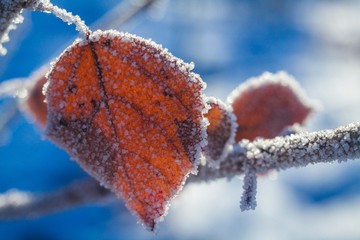 old aspen leaves covered with frost