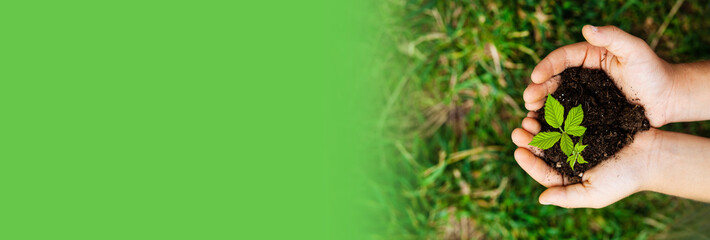 Banner of plant in hands - grass background. The green world concept.