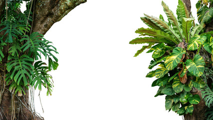 Poster - Nature frame of jungle trees with tropical rainforest foliage plants (Monstera, bird’s nest fern, golden pothos and forest orchid) growing in wild isolated on white background with clipping path.