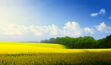 Spring Countryside Landscape; Blue Sky Over Blooming Yellow Field