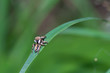 mały pająk skakun arlekin na źdźble trawy