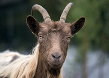 Funny And Friendly Goat With Big Horns