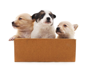 Canvas Print - Puppies in the box.