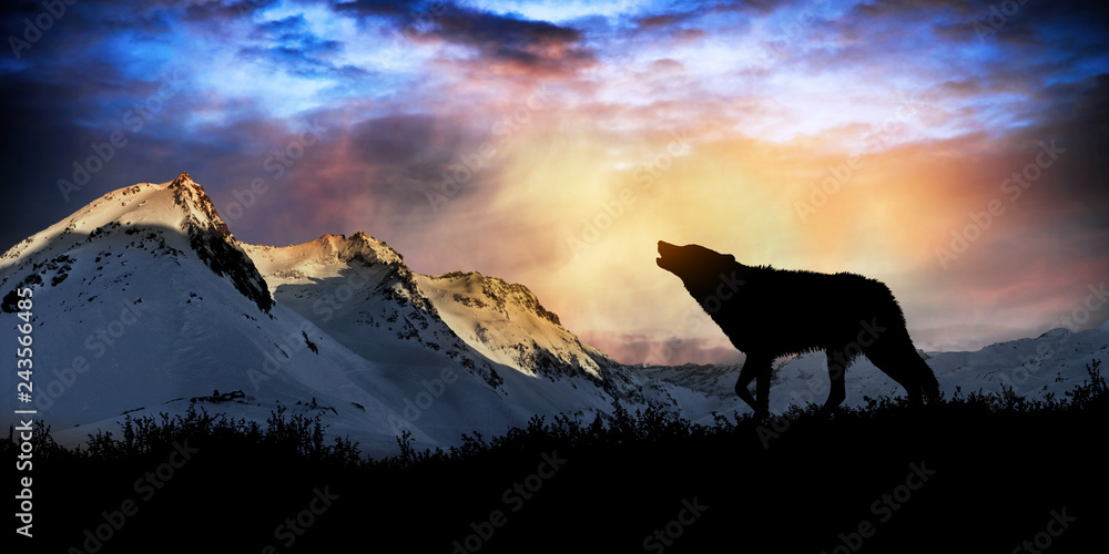 wolf howling at sunset - obrazy, fototapety, plakaty 
