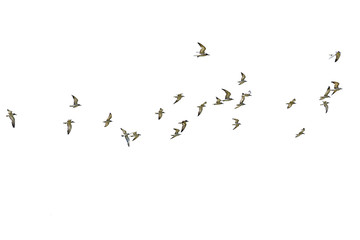 Flock of seagulls isolated on white background.