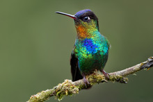 Fiery-throated Hummingbird - Panterpe Insignis Medium-sized Hummingbird Breeds Only In The Mountains Of Costa Rica And Panama