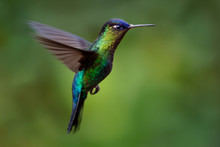 Fiery-throated Hummingbird - Panterpe Insignis Medium-sized Hummingbird Breeds Only In The Mountains Of Costa Rica And Panama