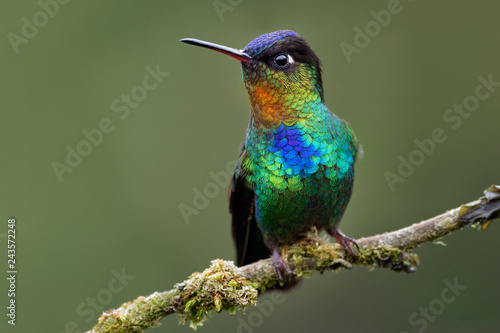 Fiery-throated Hummingbird - Panterpe insignis medium-sized hummingbird breeds o Poster Mural XXL