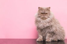 Portrait Of A Beautiful Fluffy Cat Sitting On A Pink Background In A Studio And Posing In A Camera. Advertising For Animals. Pet Cat Sits On Pink Background. Left To Your Ad. Copyspace. Pet Concept