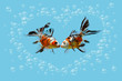 Two colorful fishes in love kissing in a heart of bubbles, Love, romance, Saint Valentine’s day, collage of gold fish isolated on blue background