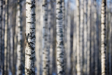 Birch tree forest in winter. Selective focus and shallow depth of field.