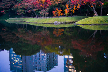 Wall Mural - Colorful autumn leaves in Japanese garden with reflection on water