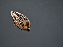 Single Duck Wimter Day Swimming In The Lake From Top View