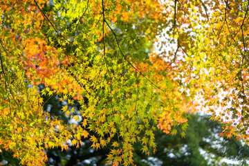 Wall Mural - Colorful maple trees and golden branches of leaves in autumn (Japanese garden)