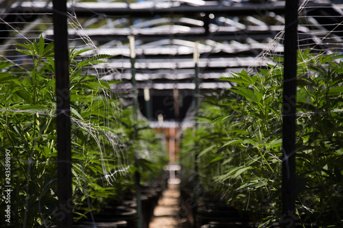 Cuadros en Lienzo California cannabis cultivation at its finest