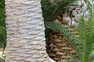 Close up on the trunks of two queen palm trees side by side. One trimmed pruned the other ragged with suckers growing from below.