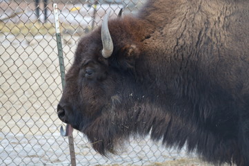 Poster - Bison in the outdoors