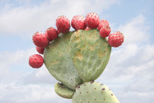 Close Up Of Prickly Pear Cactus With Many Fruit Light Blue Sky Background With Clouds.