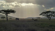 backlit shot of a silhouetted elephant blowing dirt on itself at serengeti national park in tanzania