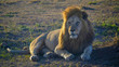 a majestic male lion, back lit by morning sun, looks to the left at serengeti national park in tanzania
