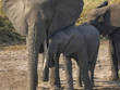 a baby elephant moves in close to its mother at tarangire national park in tanzania