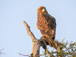  tawny eagle perched in a tree early in the morning at serengeti national park in tanzania