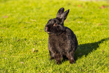 cute black rabbit sitting on green grass field under the sun front facing you with eyes half closed