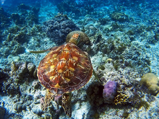  Sea turtle swimming on the coral reef near Panglao island in the Philippines